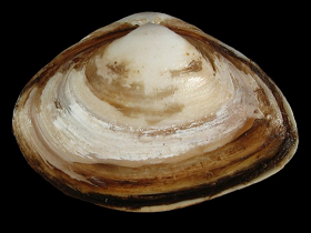 Asian clam shop