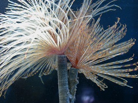 Sabella spallanzanii