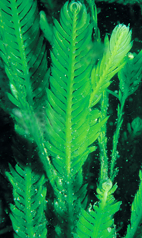 Caulerpa taxifolia 280px