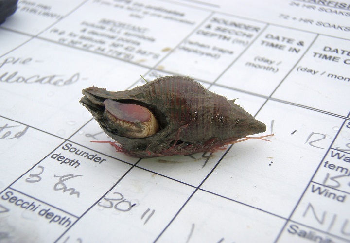 whelk on data sheet