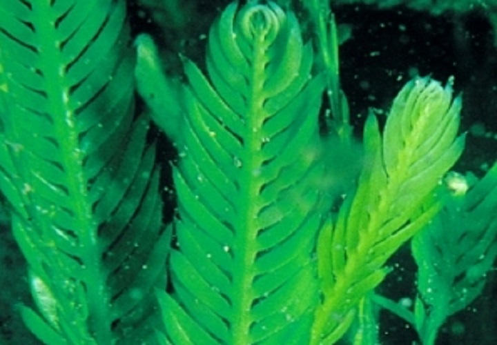 caulerpa taxifolia small