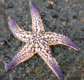 Sea Star