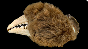 Mitten crab mitten 280px