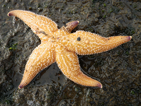 Northern Sea Star (Asterias vulgaris)