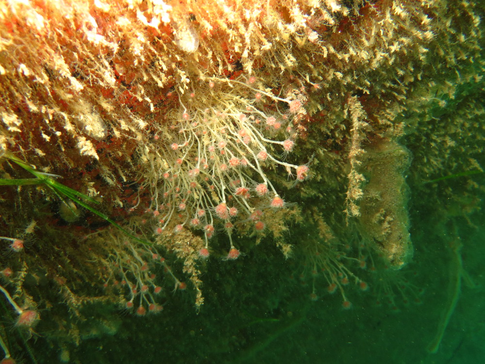 Ectopleura crocea as vessl biofouling