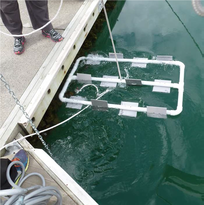 Settlement array deployment in Westhaven Marina, Waitemata Harbour, Auckland.